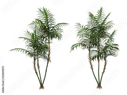 Palm on a transparent background
