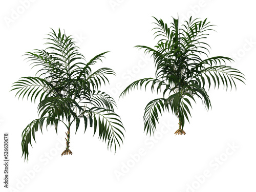 Palm on a transparent background 