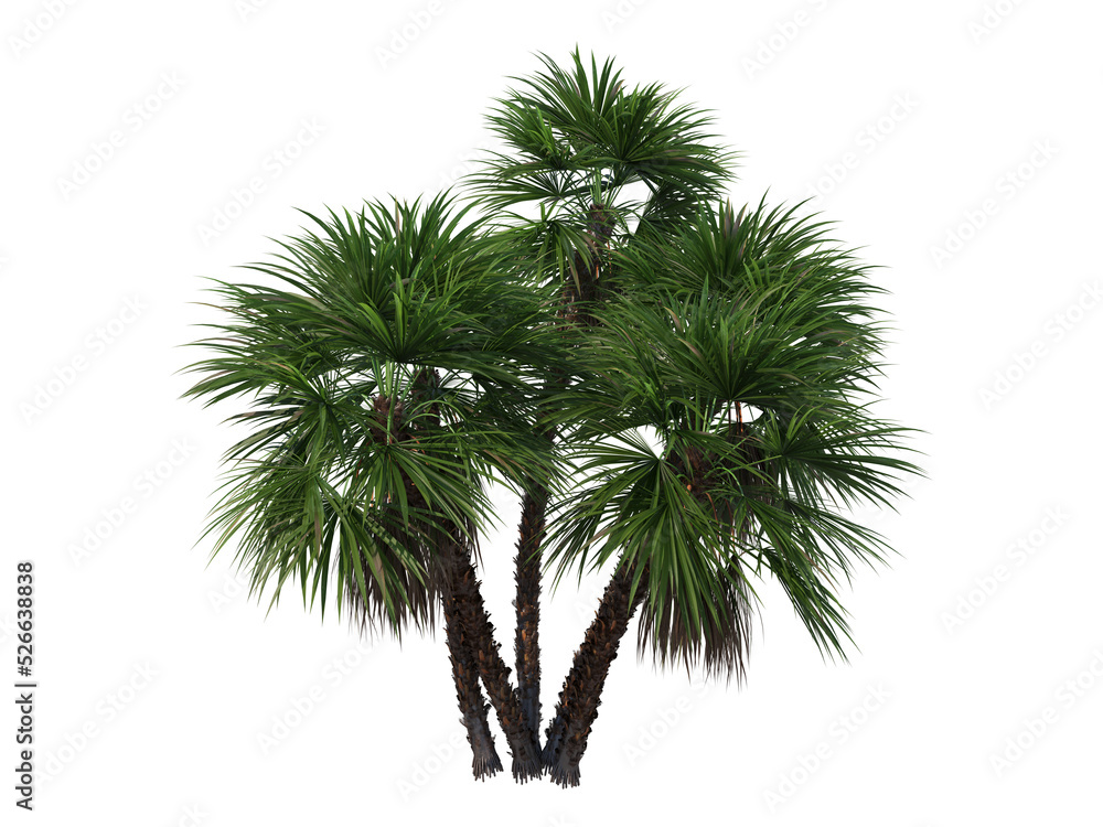 Palm on a transparent background
Palm on a transparent background