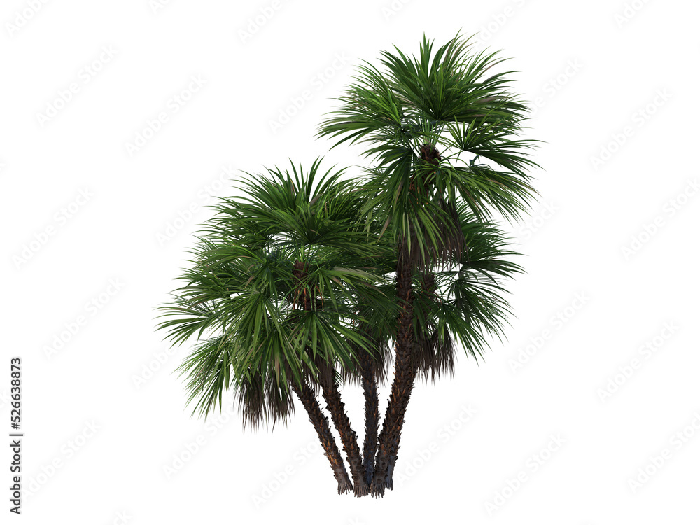 Palm on a transparent background
Palm on a transparent background