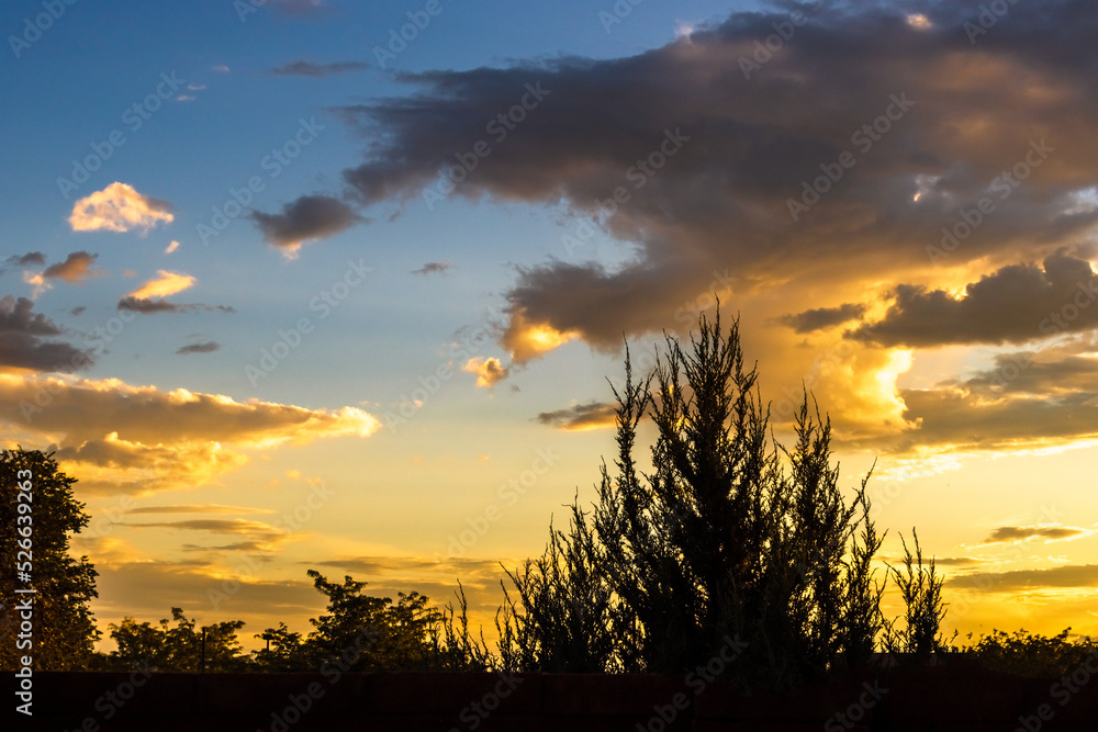 Fototapeta premium Trees at Sunset