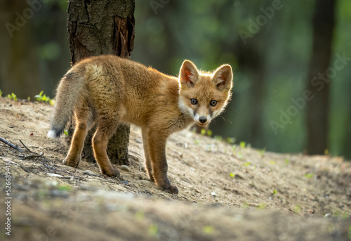 Fototapeta Naklejka Na Ścianę i Meble -  Cute young red fox in the forest ( Vulpes vulpes )