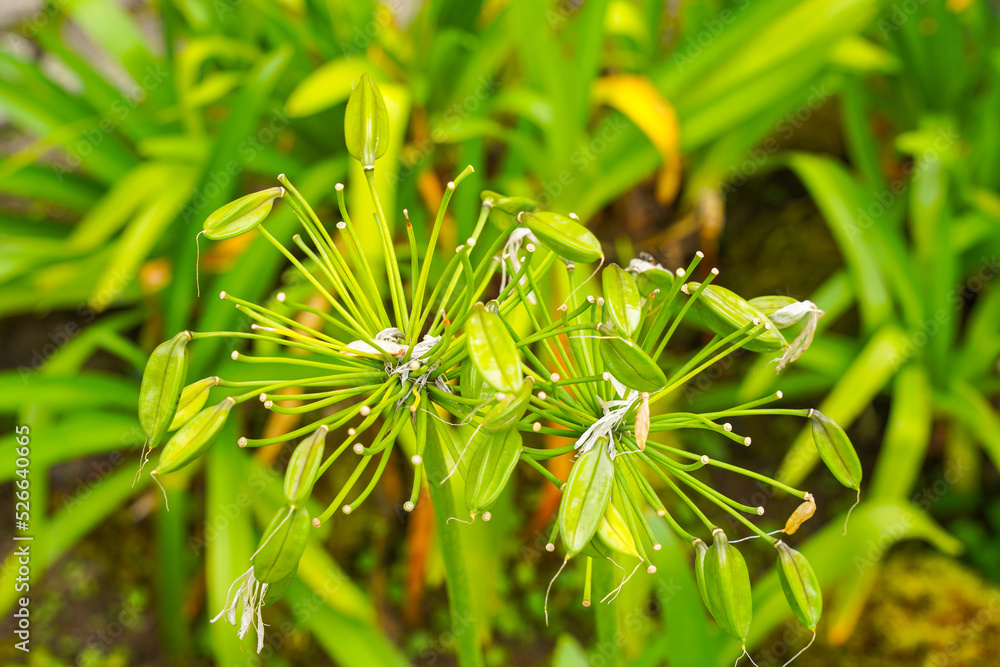 Agapanthus or African lily flowers in the garden. Agapanthus or African lily flowers in the garden.