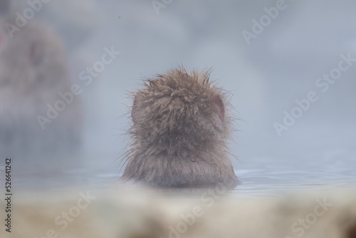 Japanese Snow monkey Macaque is playing in hot spring  at Jigokudan Park Onsen,japan 