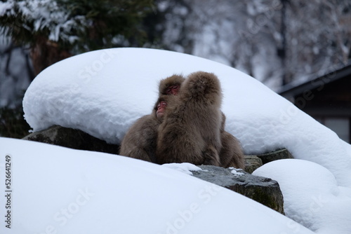 Huddle of Snow Baby Monkey with snow background at Jigokudani Onsen,japan