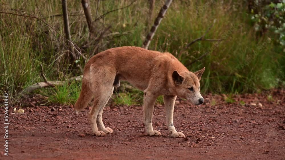 Large Dingo wild dog in Karijini National Park Western Australia