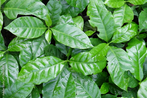 Coffee tree green leaves growing in garden top view. Coffee plantation background. Arabica sprouts horticulture concept.