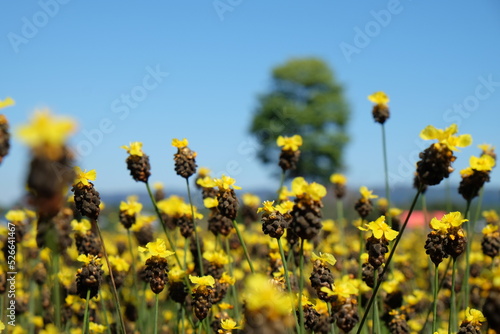 yellow field flower in the nature and bluesky background