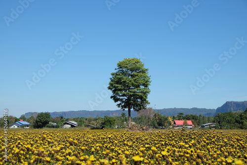 yellow field flower in the nature and bluesky background
