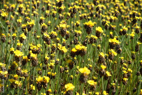 yellow field flower in the nature