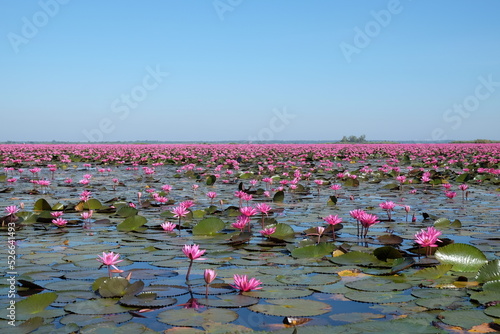 Scenic view nature Landscape It is covered with soft light in morning background at 
