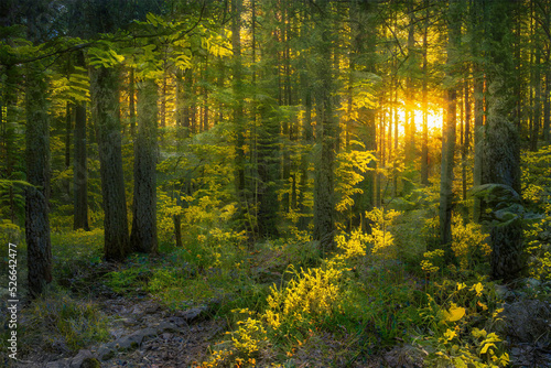 Fototapeta Naklejka Na Ścianę i Meble -  Magical sunset in the forest.