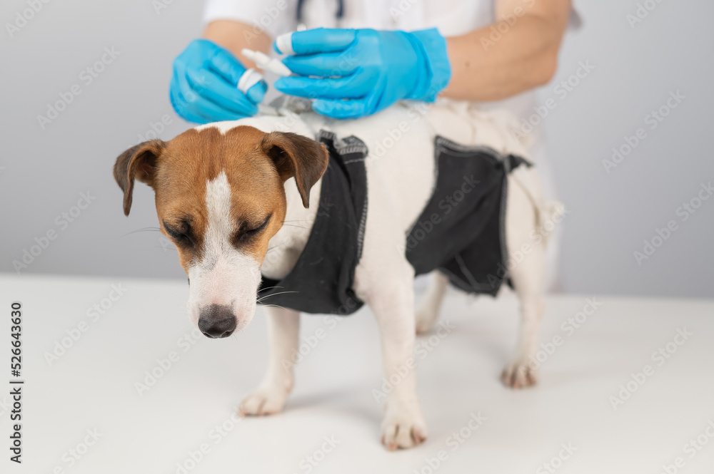 A doctor puts a blanket on a Jack Russell Terrier dog after a surgical operation. A doctor puts a blanket on a Jack Russell Terrier dog after a surgical operation.
