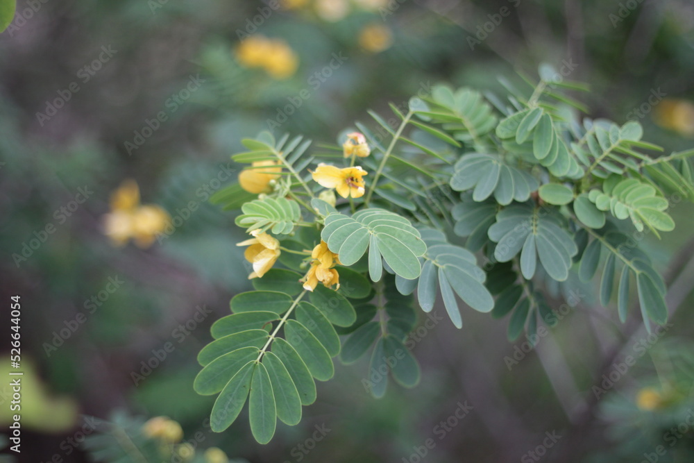 Colourful plants and flowers with blurry background Colourful plants and flowers with blurry background