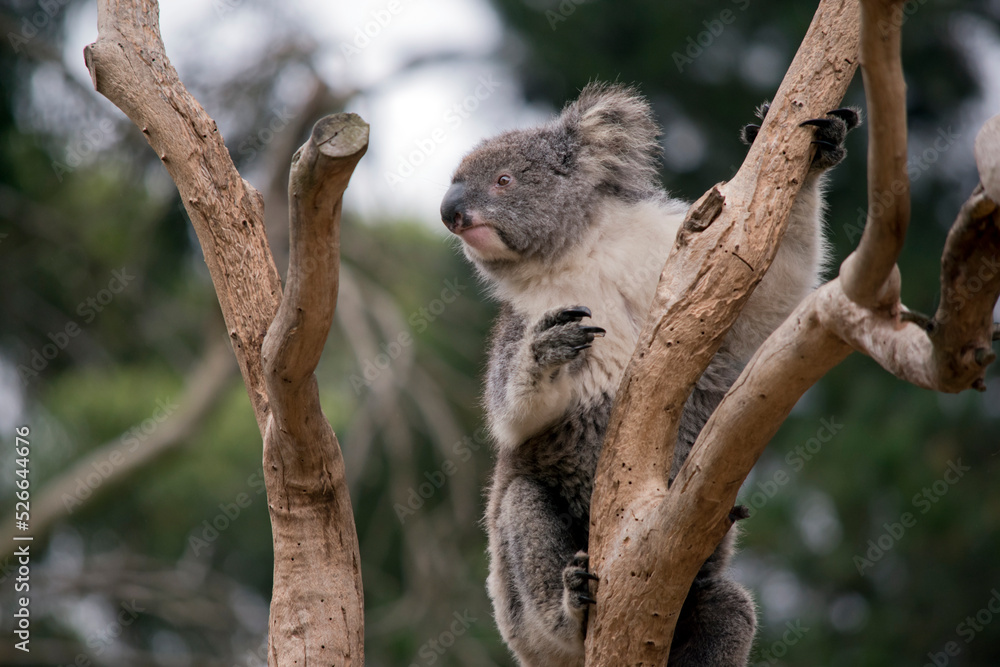 Fototapeta premium the koala is climbing up the tree