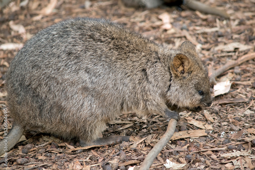this is a side view of a quokka this is a side view of a quokka