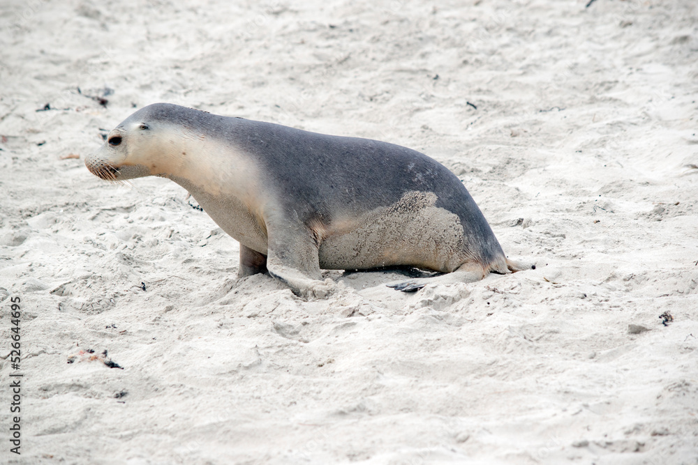 Obraz premium the sea lion pup is looking for its mother