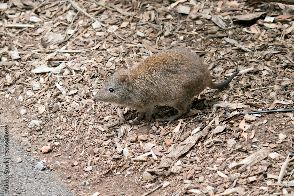 the long nosed potoroo looks similar to a rat the long nosed potoroo looks similar to a rat