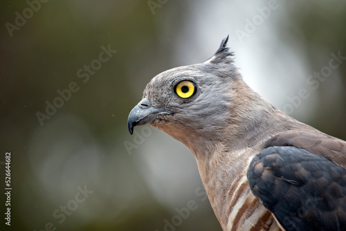 this is a close up of a pacific baza