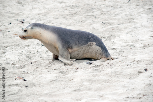 the sea lion pup is looking for its mother