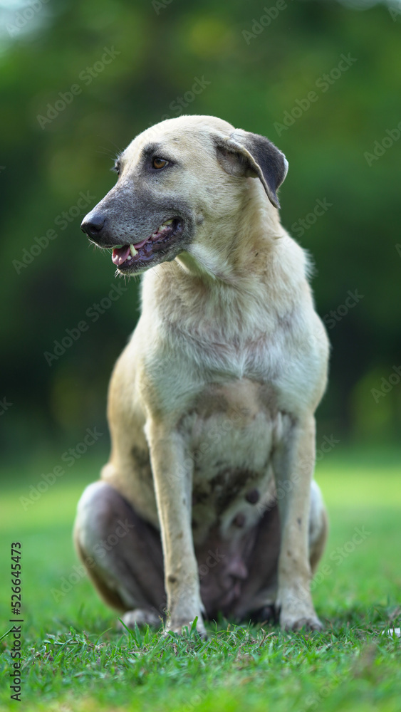Selective focus on dog mouth image Selective focus on dog mouth image