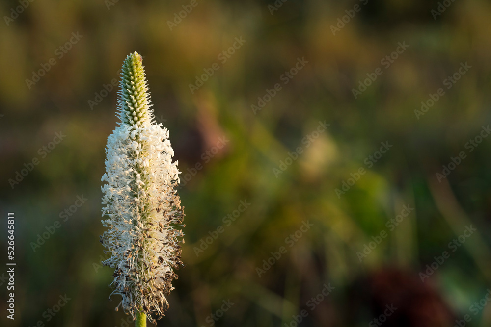 beautiful flower on a blurred background beautiful flower on a blurred background