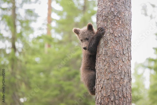 Scared brown bear cub climbed on a pine tree and watches until the threat is over