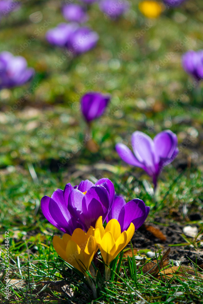 Crocus flowers on grass Crocus flowers on grass