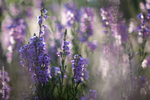 Lavender macro