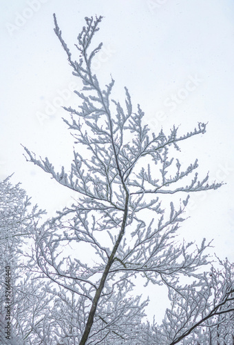Frozen tree branch © Kamil Krawczyk