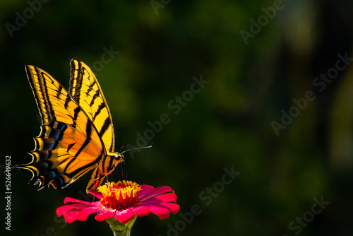 MARIPOSA, PRIMAVERA, FLORIDO ,POSTALES, TARJETAS FLORES, SILBESTRES