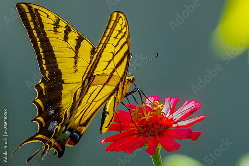 MARIPOSA, PRIMAVERA, FLORIDO ,POSTALES, TARJETAS FLORES, SILBESTRES