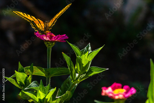 MARIPOSA, PRIMAVERA, FLORIDO ,POSTALES, TARJETAS FLORES, SILBESTRES