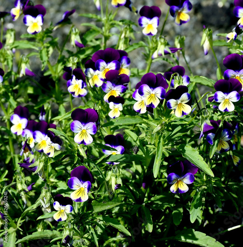 bright fresh multicolored pansies on flower beds