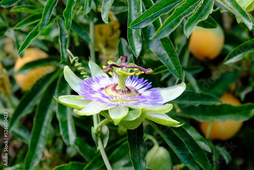 Una Passiflora bellissima con bokeh sui petali per un quadretto da ammirare per la sua bellezza naturale photo