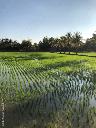 rice field