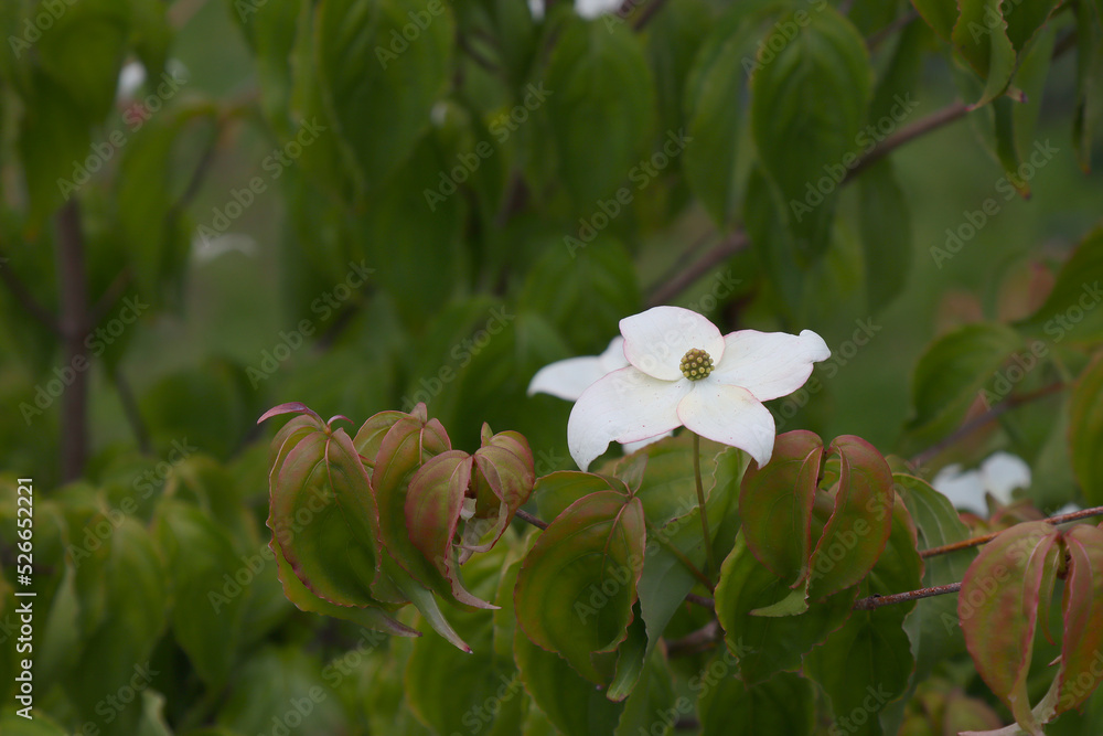 Obraz premium Chinese dogwood,Comus Kousa with inflorescence