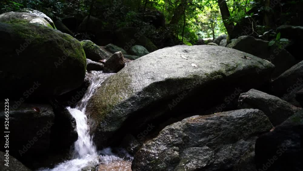 beautiful Tree and Leaf natural leaves and stream green forest in the mountain concept back ground cover page environment ecology or nature wallpaper beautiful Tree and Leaf natural leaves and stream green forest in the mountain concept back ground cover page environment ecology or nature wallpaper