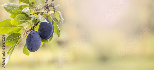 Canvas Print Ripe blue plums hanging from a twig of a green plum tree in the summer