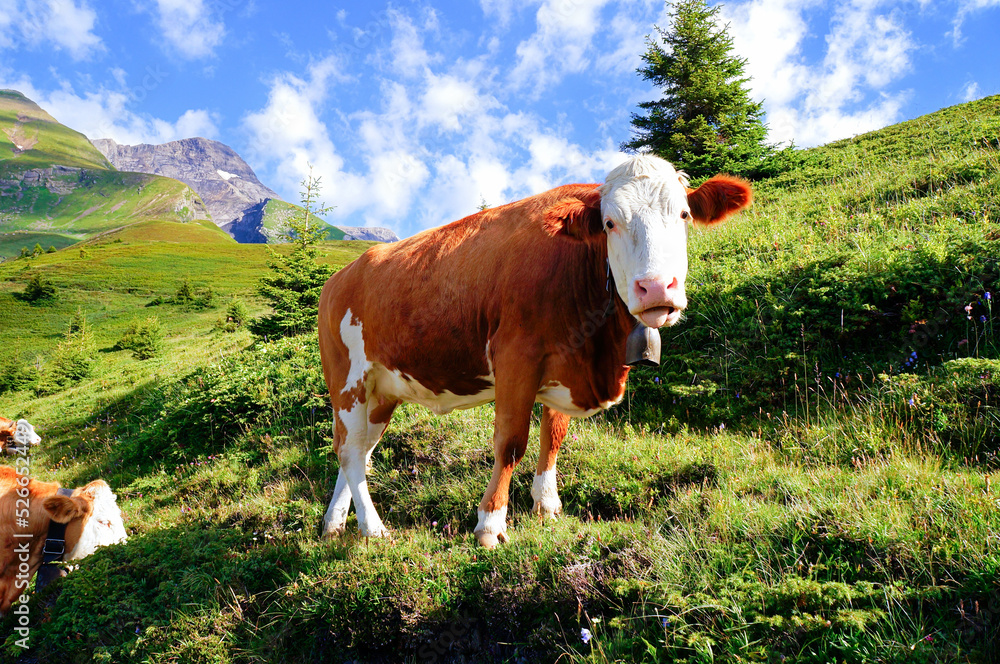 アルプスと乳牛（スイス・グリンデルヴァルト）