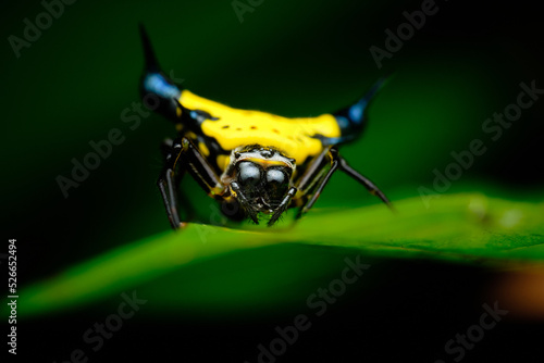 Gasteracantha beccarii
a member of Orbweavers Family Araneidae