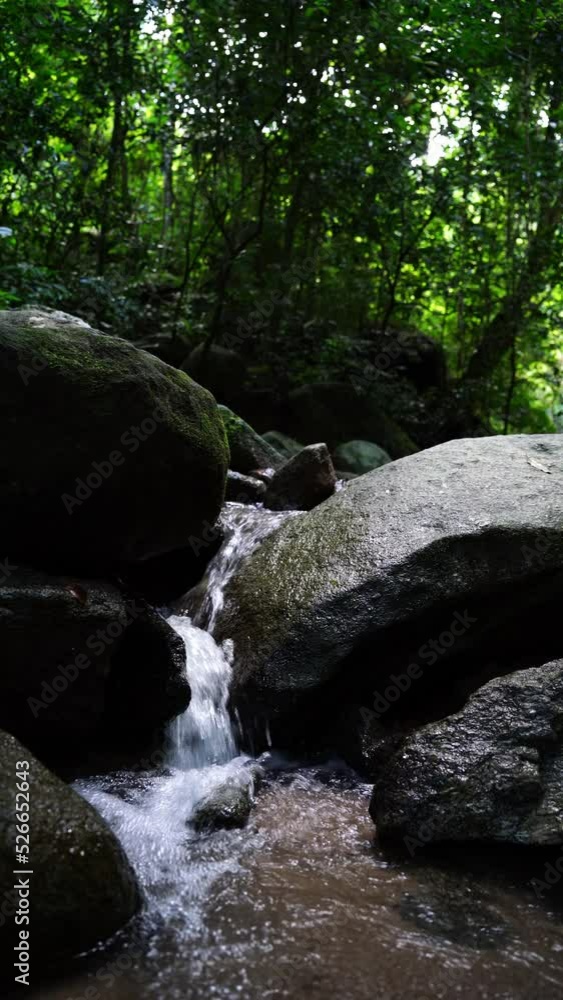 beautiful Tree and Leaf natural leaves and stream green forest in the mountain concept back ground cover page environment ecology or nature wallpaper beautiful Tree and Leaf natural leaves and stream green forest in the mountain concept back ground cover page environment ecology or nature wallpaper