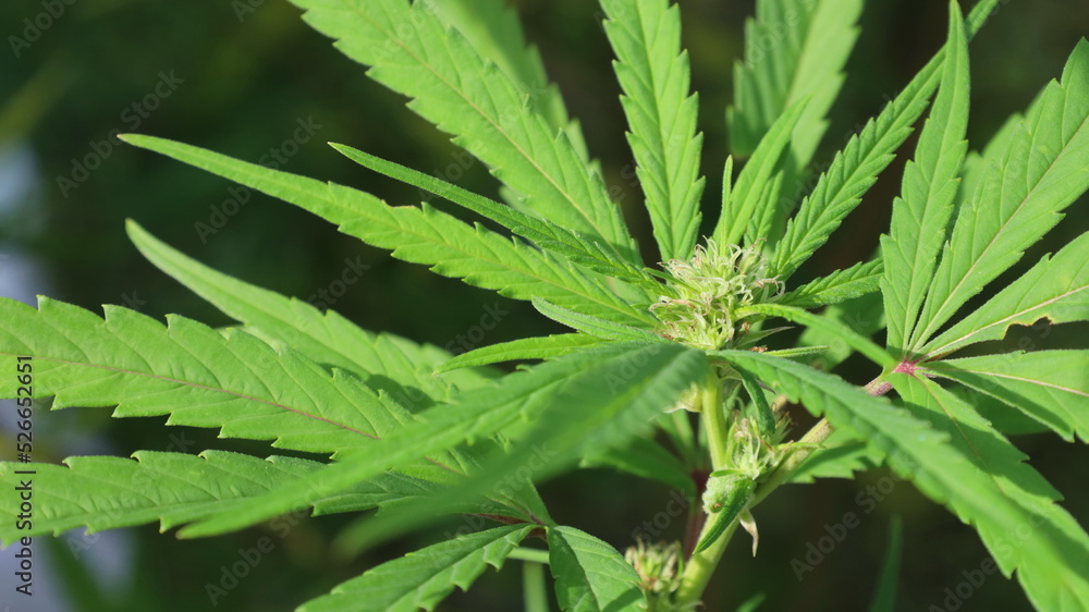 Cannabis buds on the plant. Herbal medicinal peach cannabis flower buds on natural background blur in shallow focus with copy space Cannabis buds on the plant. Herbal medicinal peach cannabis flower buds on natural background blur in shallow focus with copy space