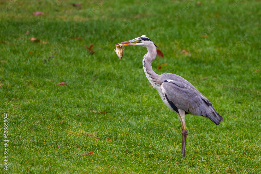 Graureiher (Ardea cinerea)