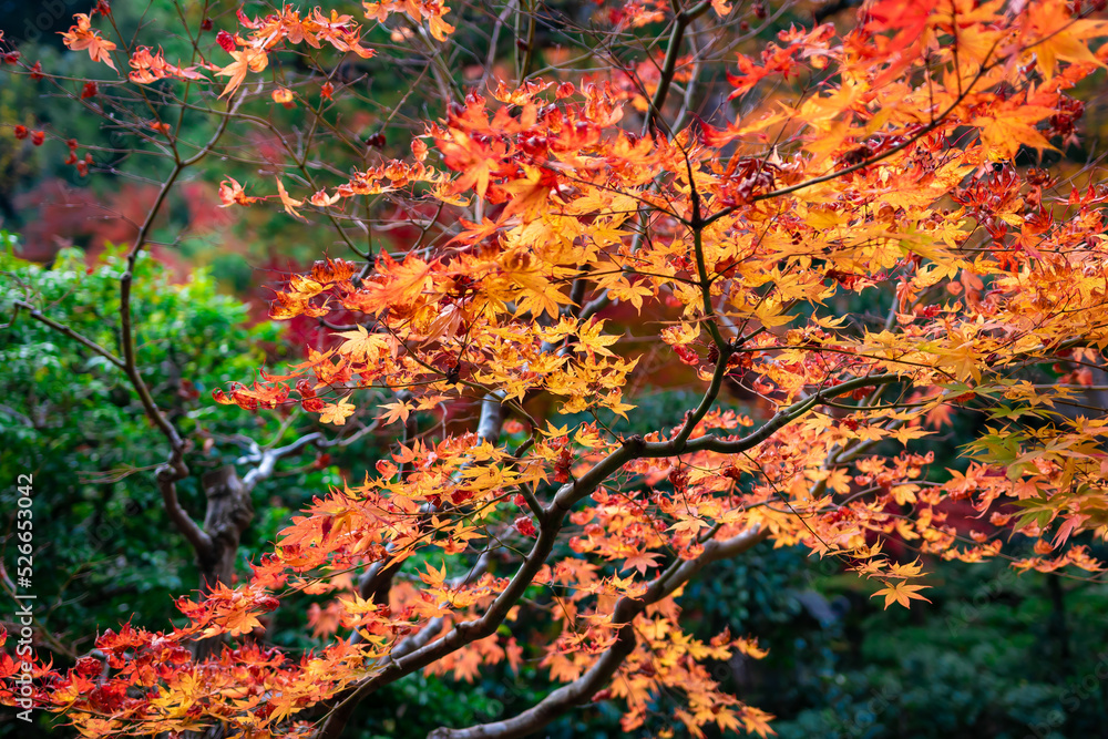 秋の京都・小倉山二尊院で見た、鮮やかなオレンジ色の紅葉が広がる庭園