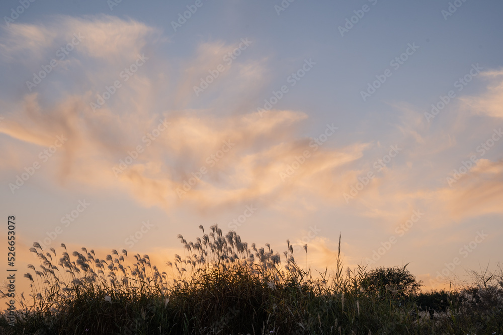 Obraz premium sunset in the field