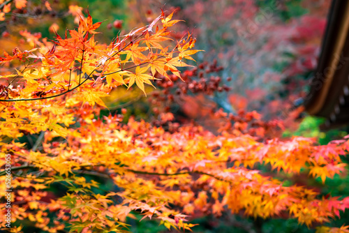 秋の京都・小倉山二尊院で見た、鮮やかなオレンジ色の紅葉が広がる庭園 © 和紀 神谷