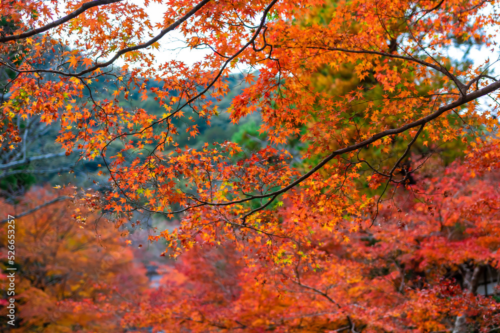 秋の京都・常寂光寺で見た、赤やオレンジの色鮮やかな紅葉