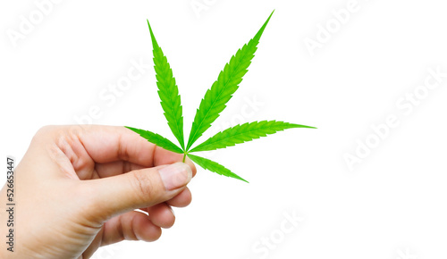 Male hand holding marijuana leaves isolated on white background with clipping path.