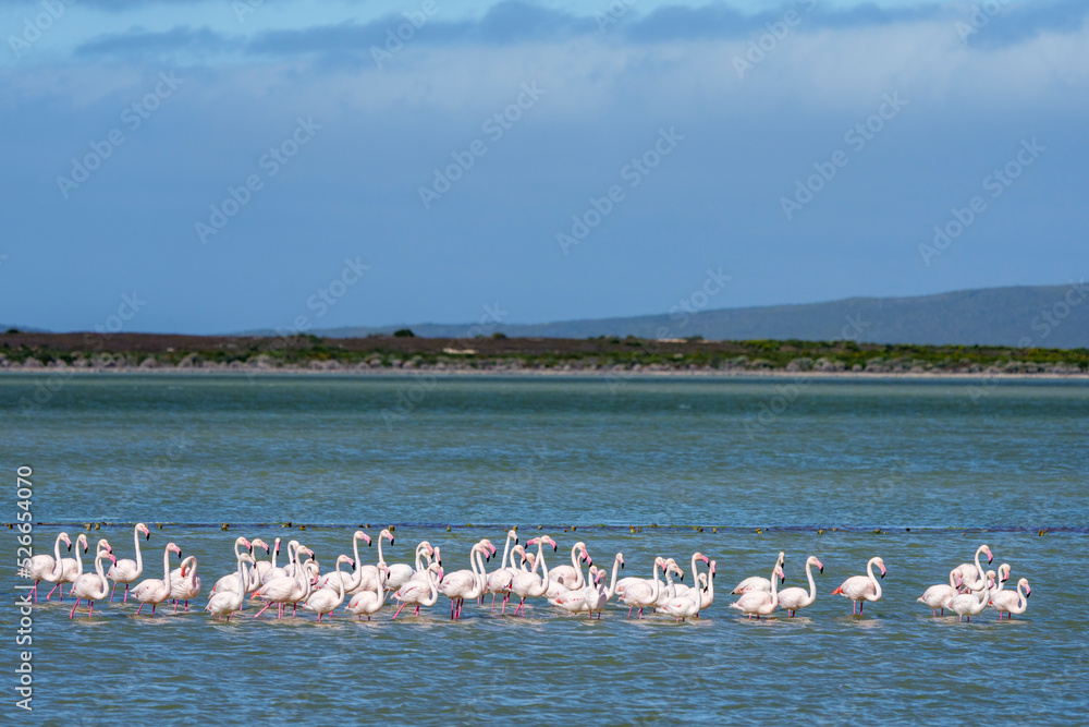Greater flamingo (Phoenicopterus roseus) flock in a salt pan near Struisbaai in the Western Cape Overberg. South Africa
